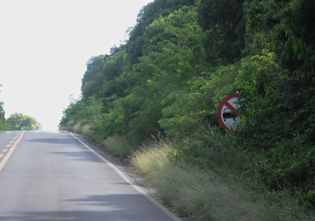 Motoristas reclamam de dificuldade em enxergar a sinalização por causa de matagal na ERS-149