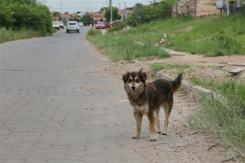 Castração e microchipagem gratuita de cães e gatos machos deve começar em breve em Santa Maria