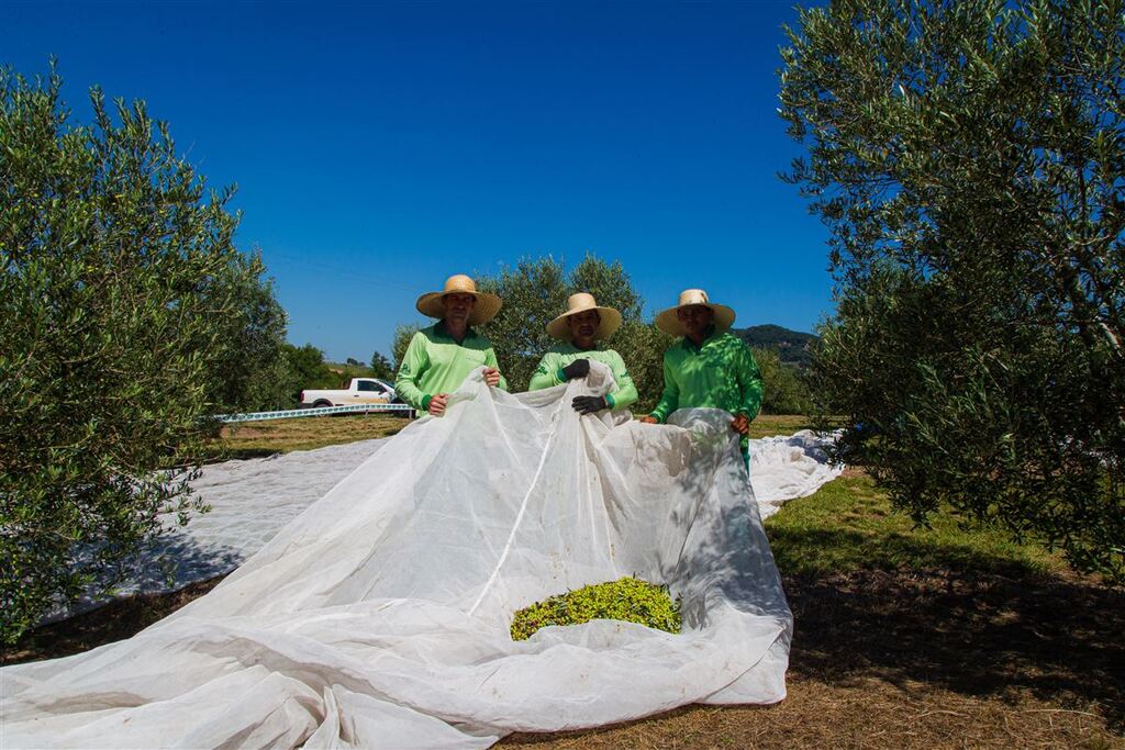 Produção de azeite já recebeu R$ 1 bilhão em investimentos