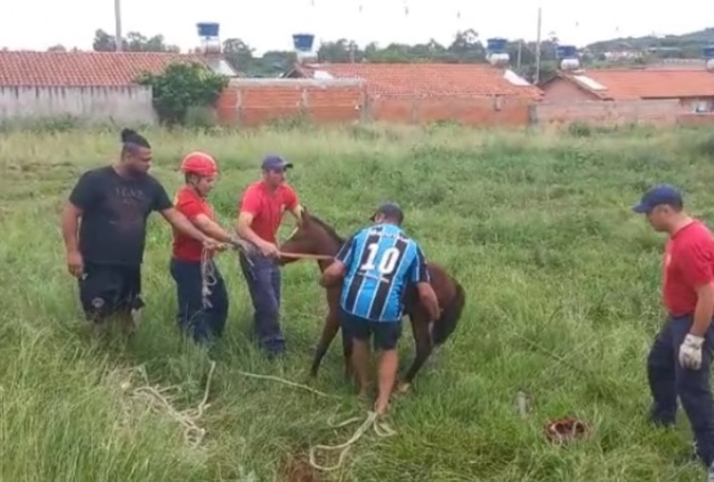 VÍDEO: autoridades são acionadas para atender acidente com cavalos soltos na pista e encontram potro caído dentro de buraco