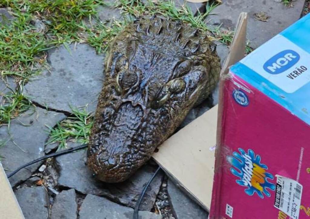 Cabeça de jacaré é encontrada em contêiner em frente a escola de Santa Maria