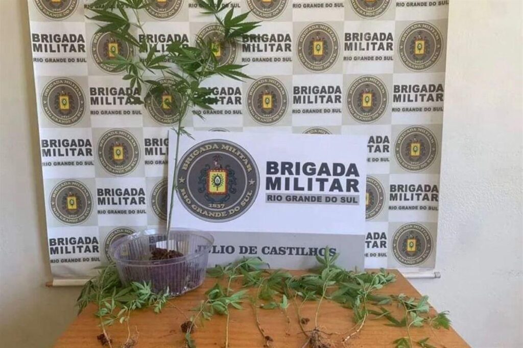 Homem é preso flagrado com pé de maconha em rua de Júlio de Castilhos