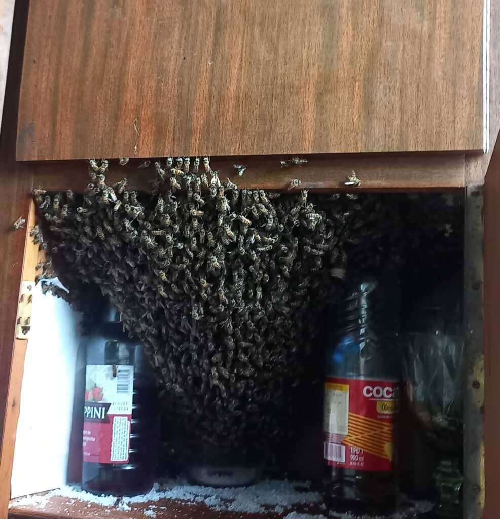 Enxame de abelhas invade casa e obriga mulher e três filhas a deixar imóvel em Santa Maria
