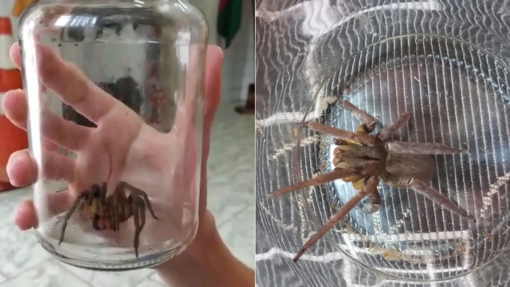 Aranha considerada a mais letal do mundo é capturada em casa em Santa Catarina