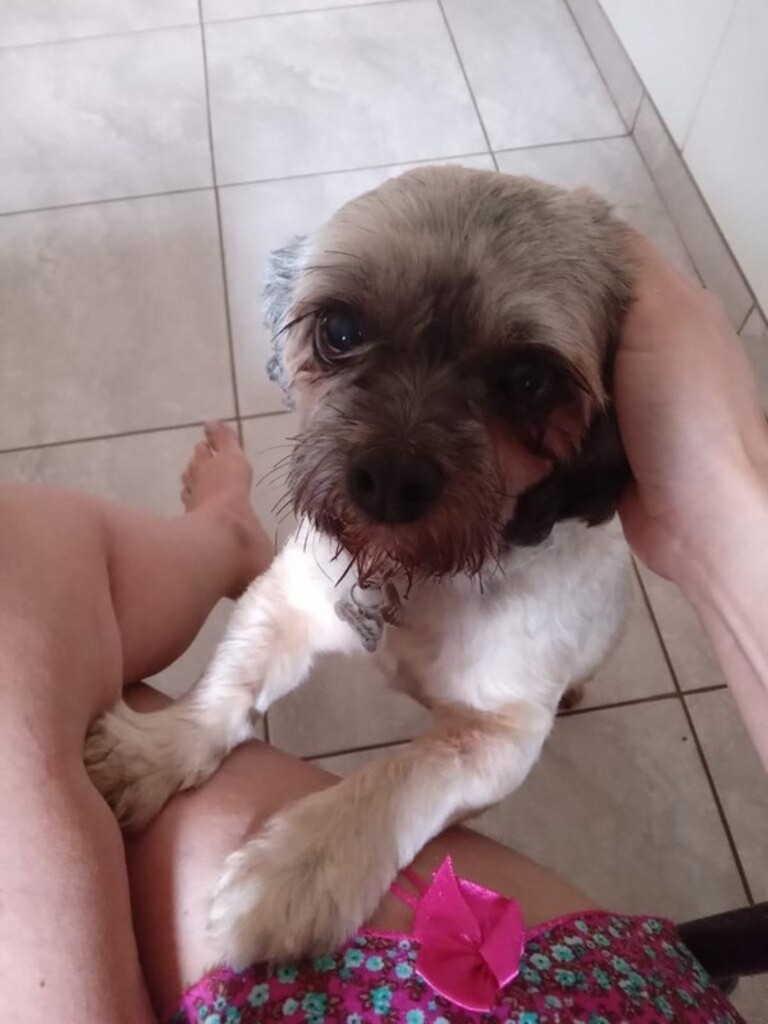 Tutora deixa cachorro no pet shop e recebe as cinzas do animal em Campo Grande