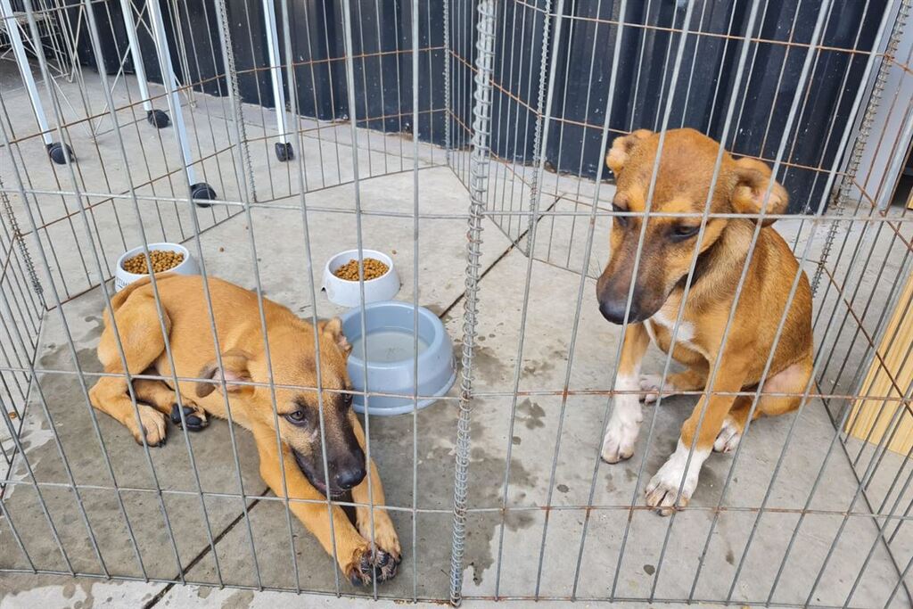 Quero um dono: cadelinhas resgatadas buscam um novo lar