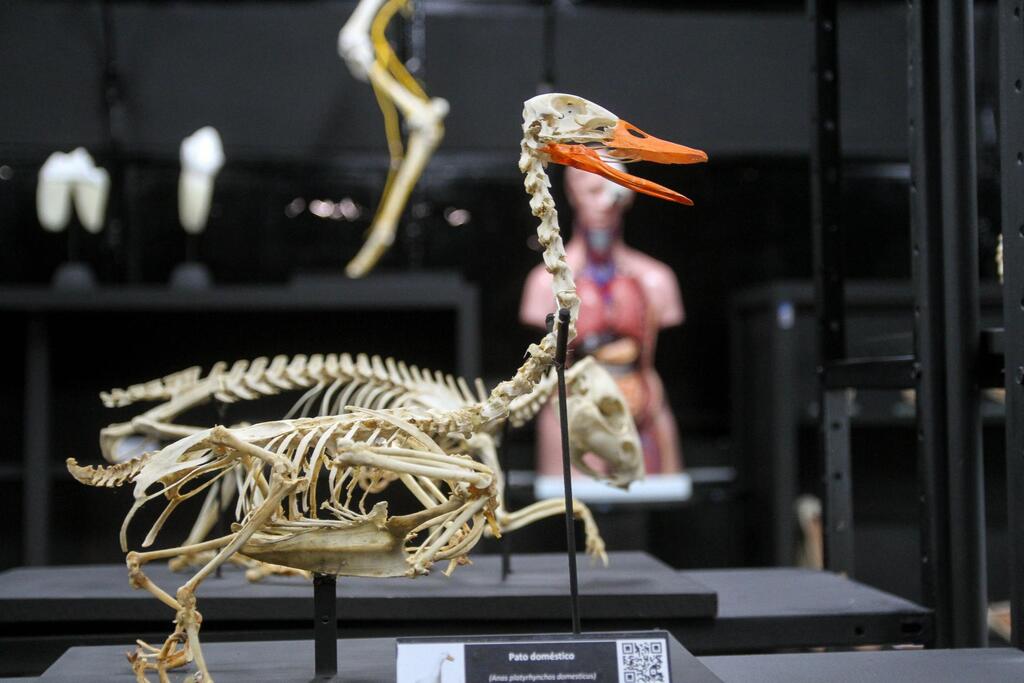 UFSM promove Mostra de Ciências Morfológicas sobre anatomia humana e animal