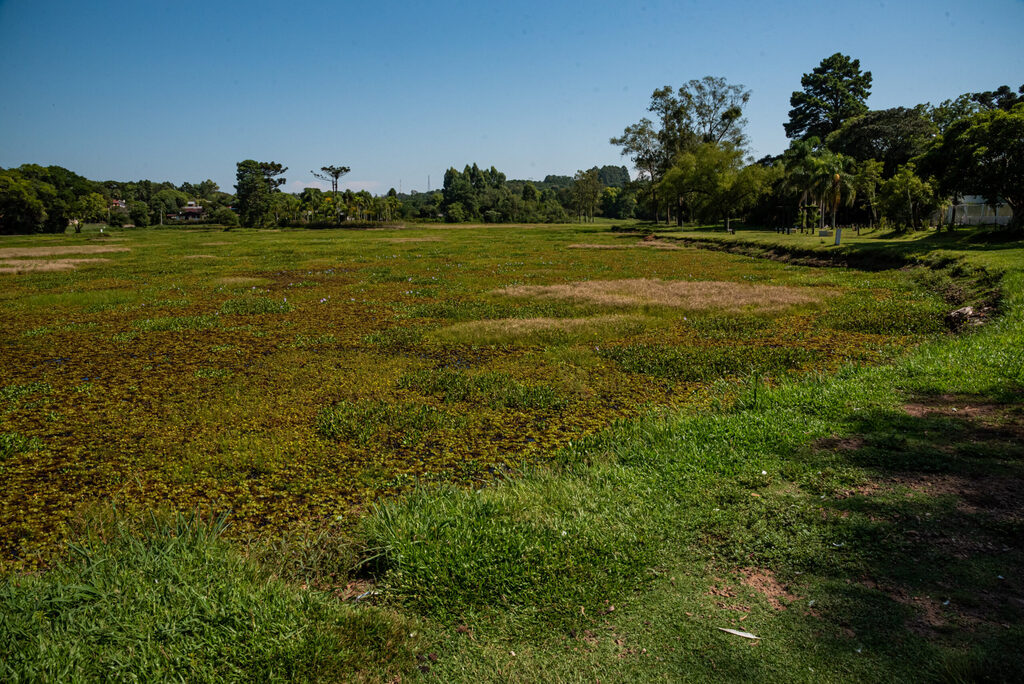 Poluído e tomado pela vegetação, situação do lago do Parque Pinhal preocupa moradores 