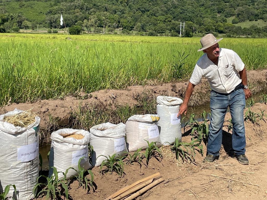 Pesquisa realiza experimento de diversidade de culturas em áreas de arroz na Quarta Colônia