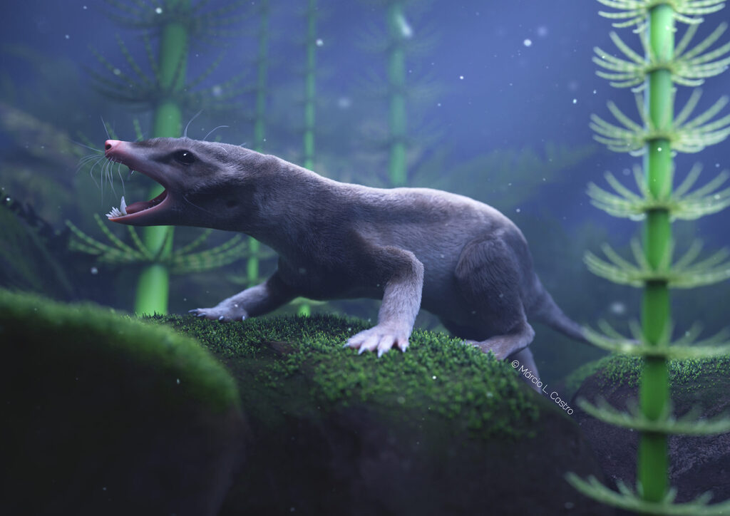 Novo fóssil de um “tataravô” dos mamíferos que viveu junto com os primeiros dinossauros é encontrado em São João do Polêsine