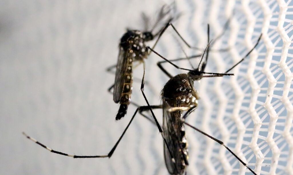 REUTERS/Paulo Whitaker - Mosquitos de Aedes aegypti são vistos no laboratório da Oxitec em Campinas