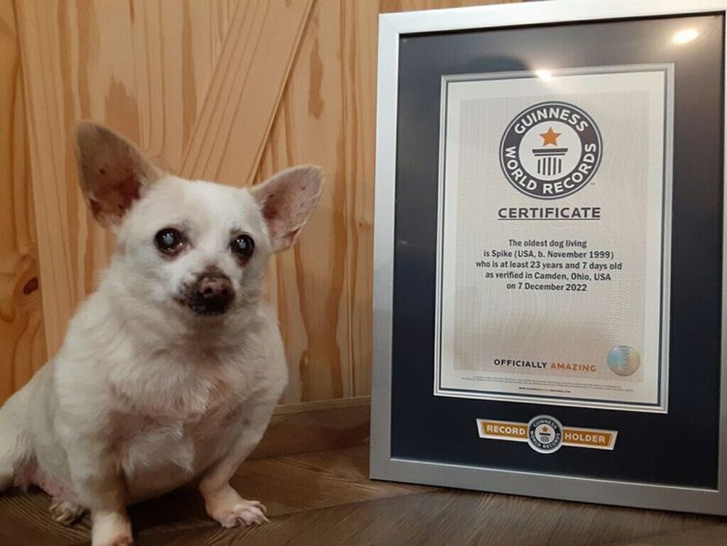 Aos 23 anos, Spike vira o cachorro mais velho do mundo pelo Guinness World Records 