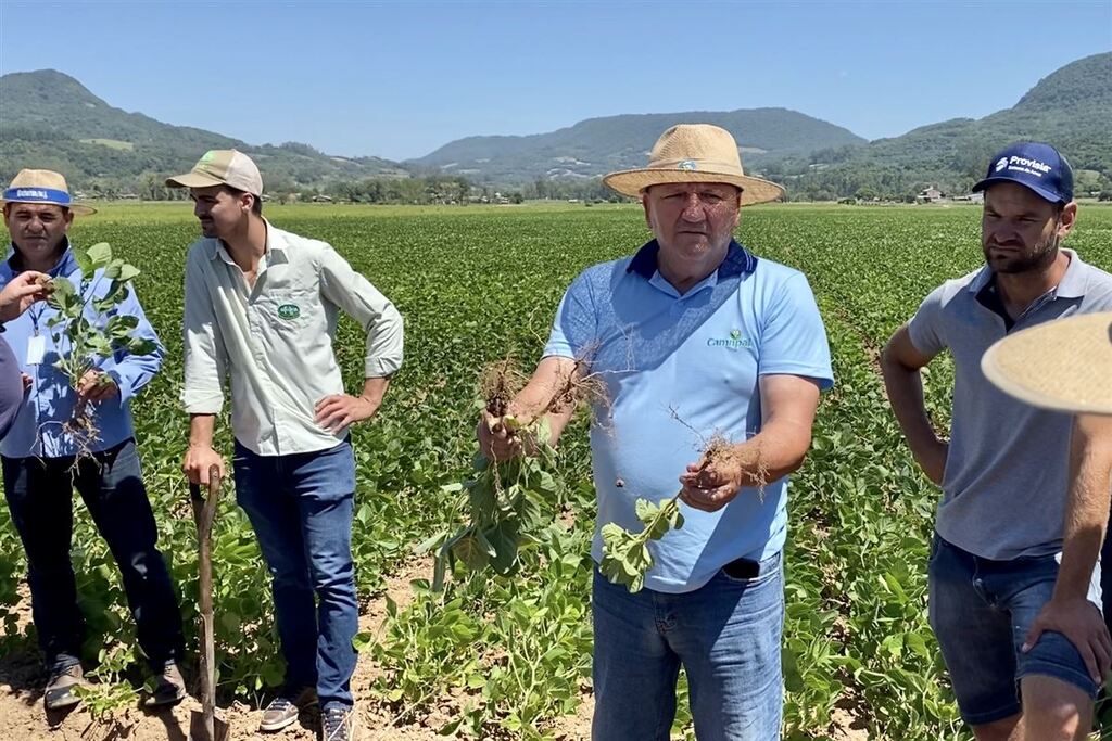 Projeto Integrar busca melhorar a produtividade de arroz por meio da rotação de cultura