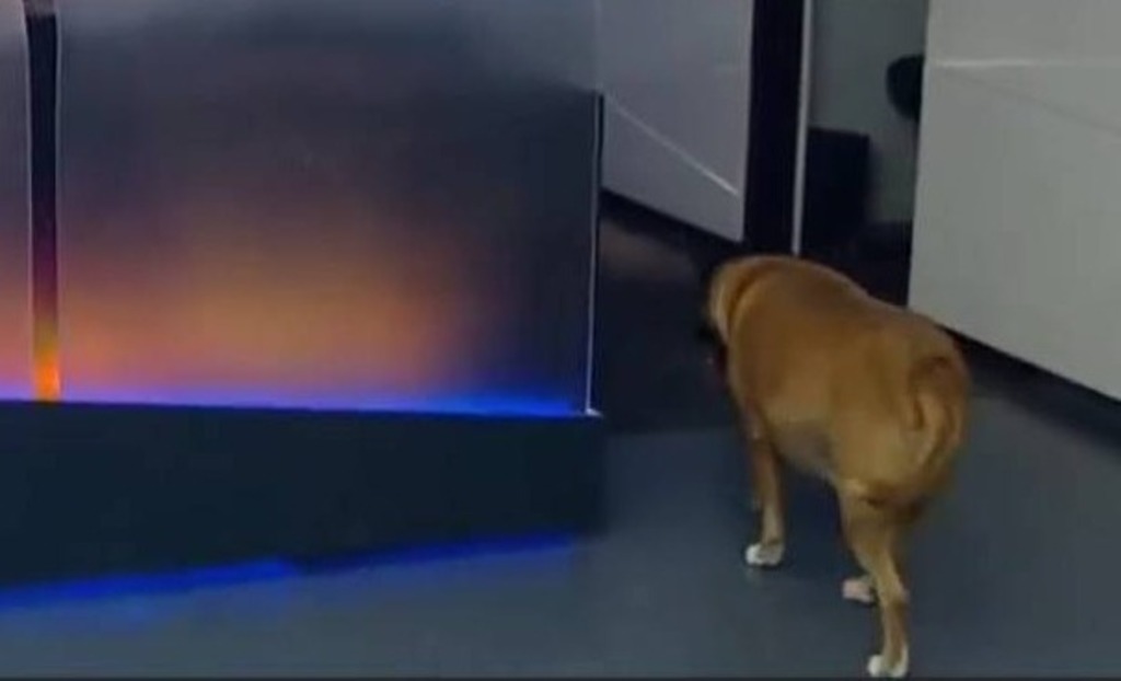 Cachorrinha invade estúdio de jornal em Santa Catarina e viraliza nas redes sociais