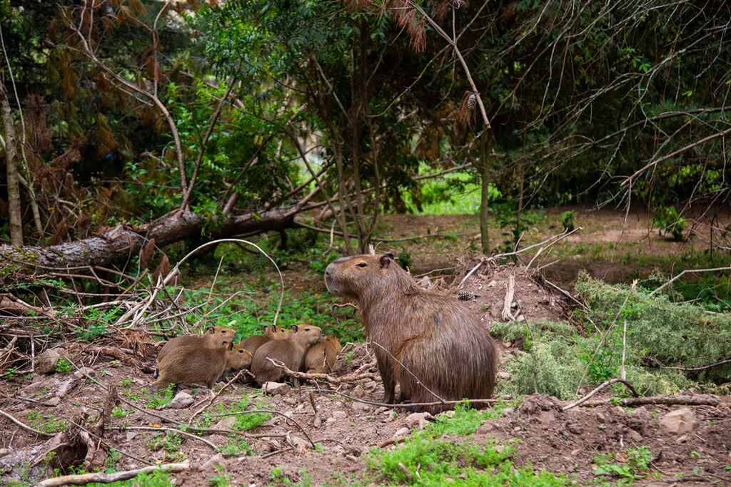 Fofura ou perigo? Família de capivaras mora no Parque Oásis