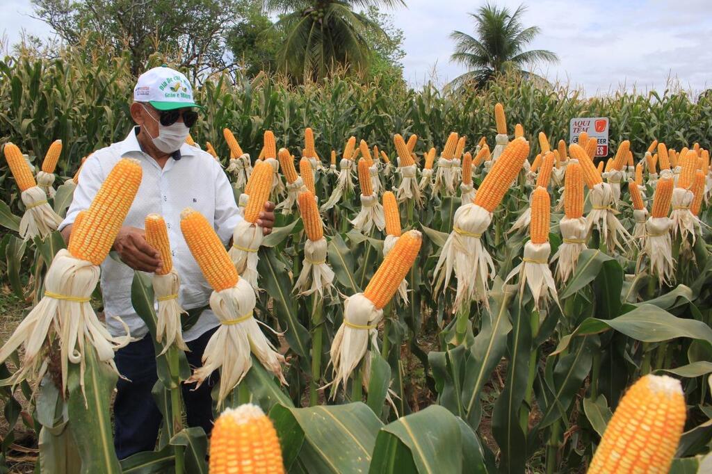 Governo do Estado inicia distribuição de sementes de milho do Programa Terra Boa