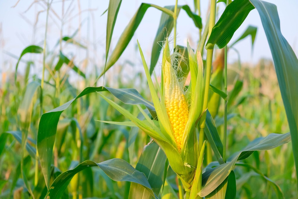 Incentivo a agricultores