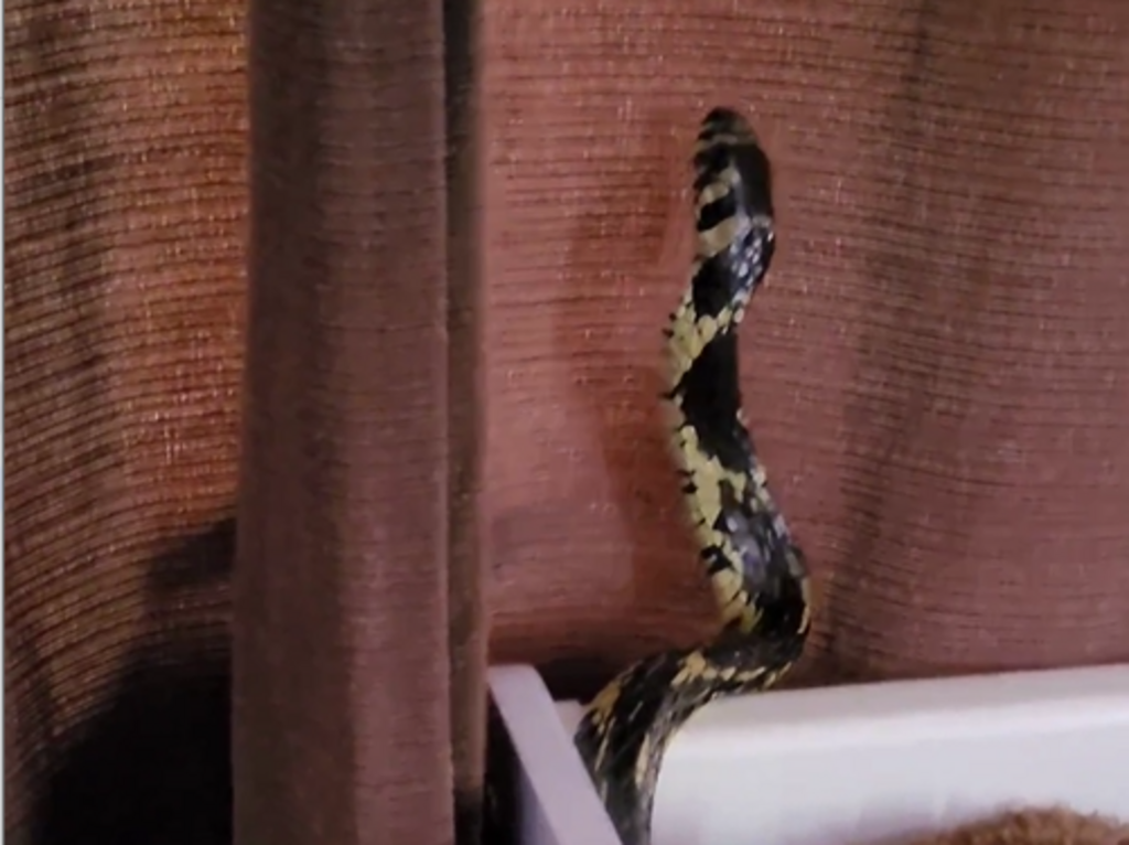 título imagem VÍDEO: serpente de mais de um metro é encontrada em berço de bebê