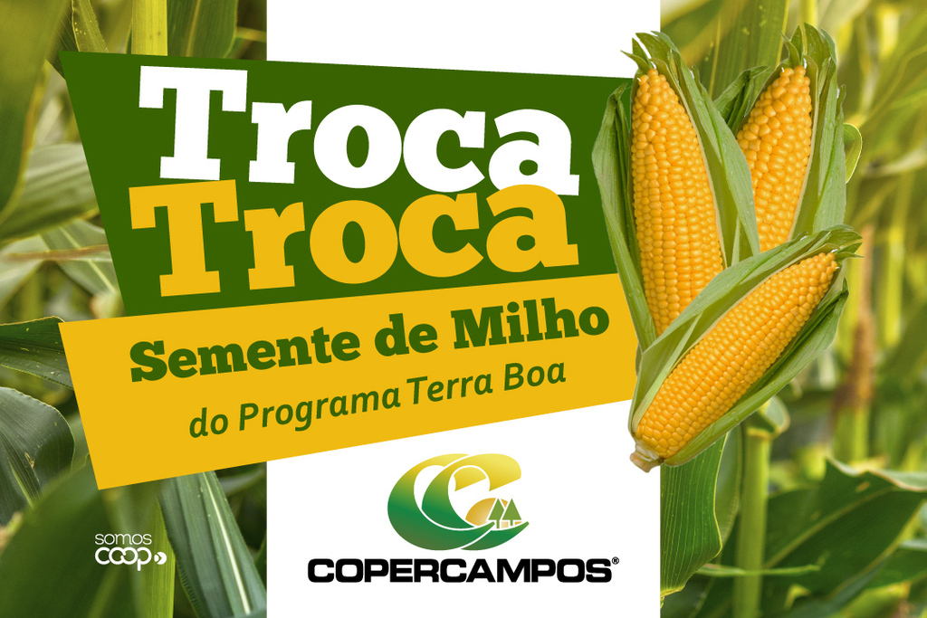 Produtores já podem adquirir sementes de milho do Terra Boa na Copercampos