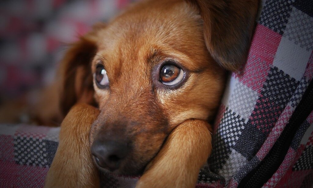 Frio intenso é prejudicial à saúde de cães e gatos