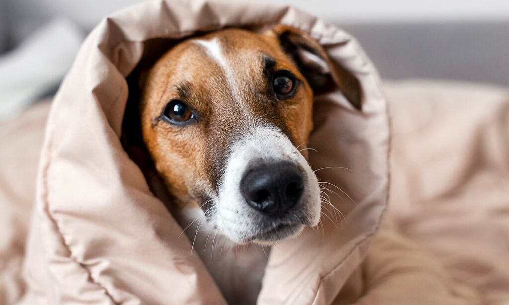 Centro de Bem-estar Animal faz campanha para arrecadar camas e cobertores para cães e gatos