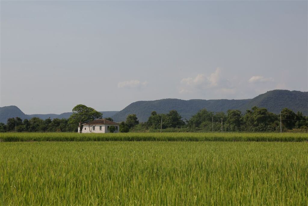 Estado deve reduzir em praticamente 10% a área do plantio do arroz