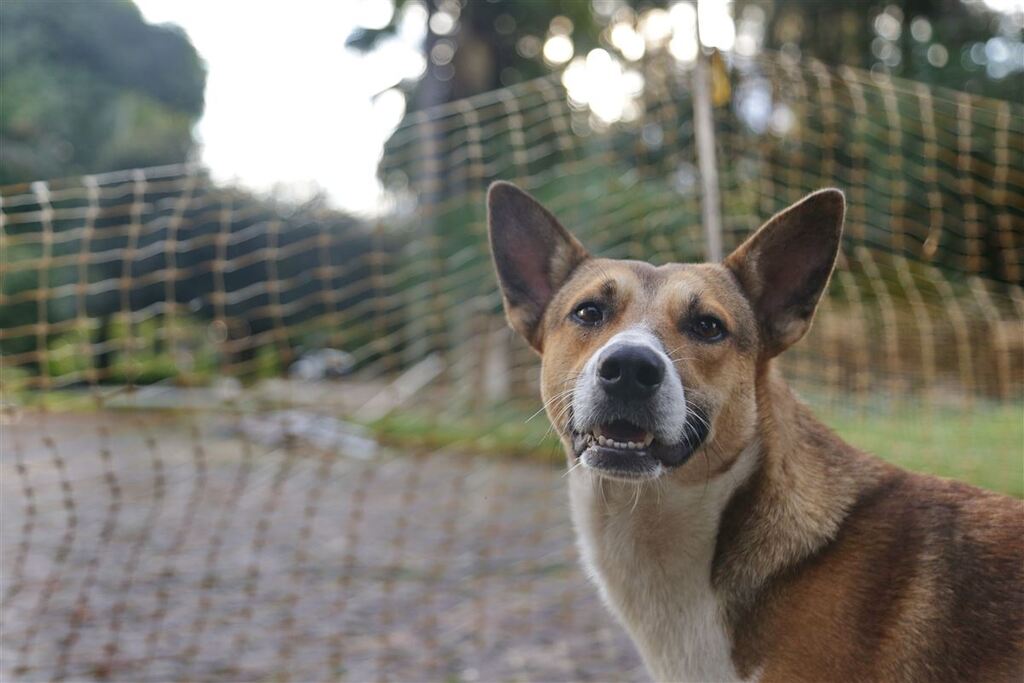 Evento fará tatuagens com pagamento em ração em prol da causa animal