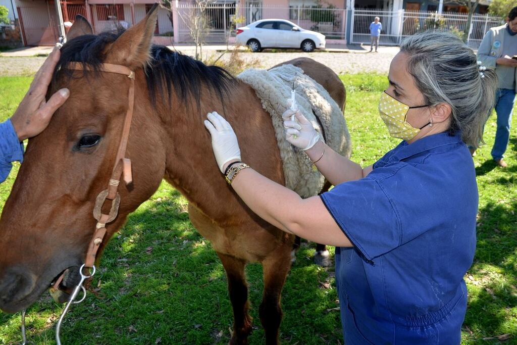 Blitze alertam motoristas sobre riscos de animais soltos nas ruas