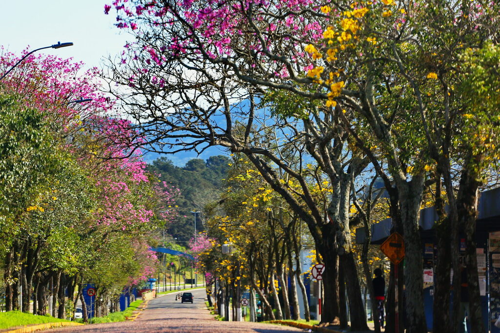 Primeiros dias da primavera, que começa nesta quinta, serão frios e úmidos 