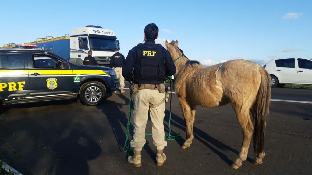 Animais soltos sobre as rodovias geram perigo