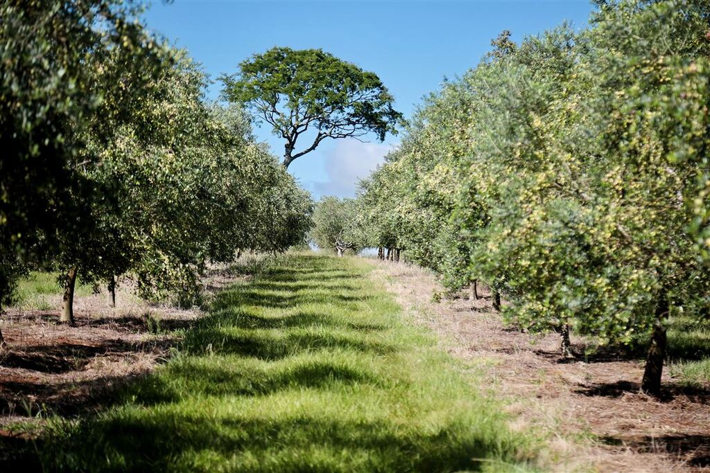 Rota turística das olivas é lançada na Expointer