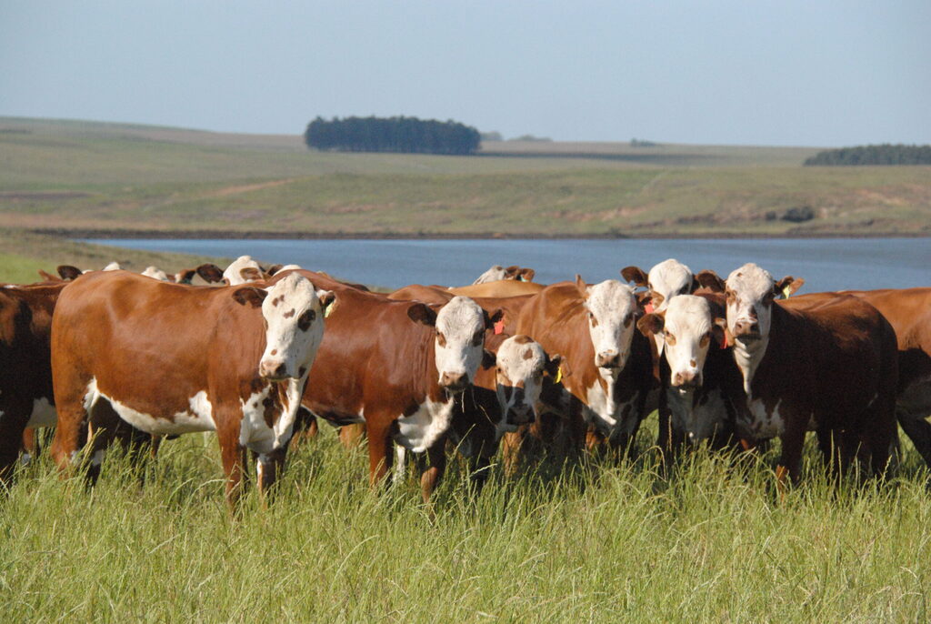 Lavras do Sul divulga a programação da feira Universo Rural