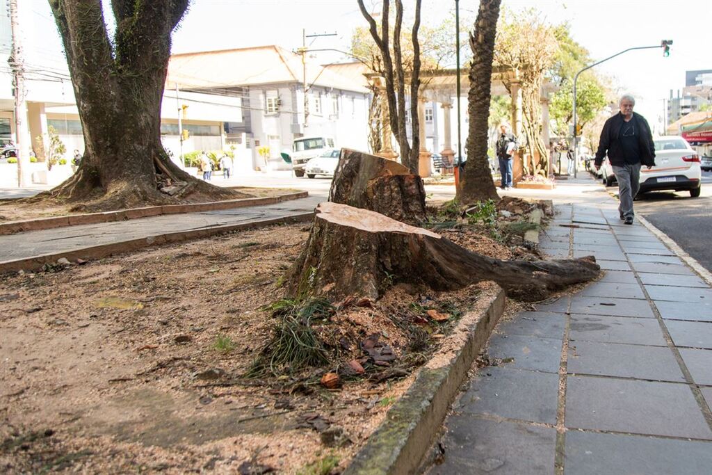Revitalização da praça Roque Gonzales tem derrubada e replantio de árvores exóticas