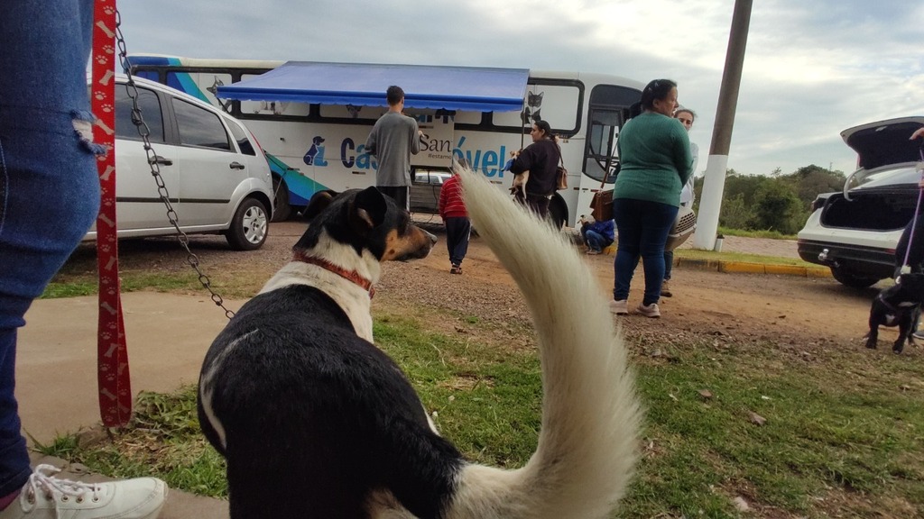 Em um ano, equipe do Centro de Zoonose já castrou quase 1.600 cães em Santiago