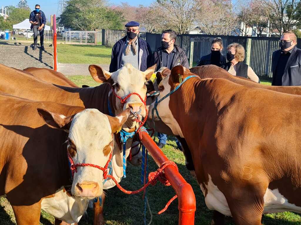 Primeiros animais chegam à Expointer nesta segunda-feira