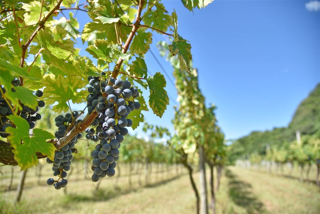 Parceria entre UFSM e vinícola promove melhorias na produção de vinhos