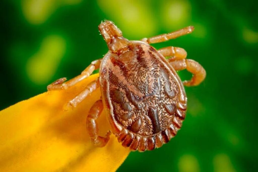 Santa Catarina registrou 18 casos de febre maculosa em 2023