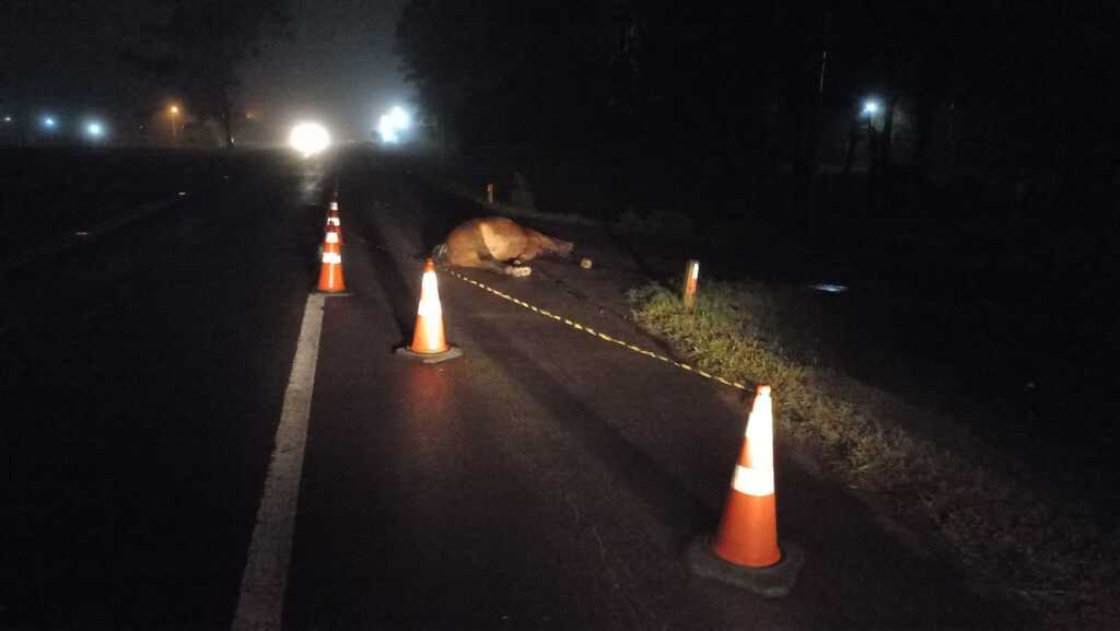 Cavalo morre após ser atropelado na Faixa Nova em Santa Maria