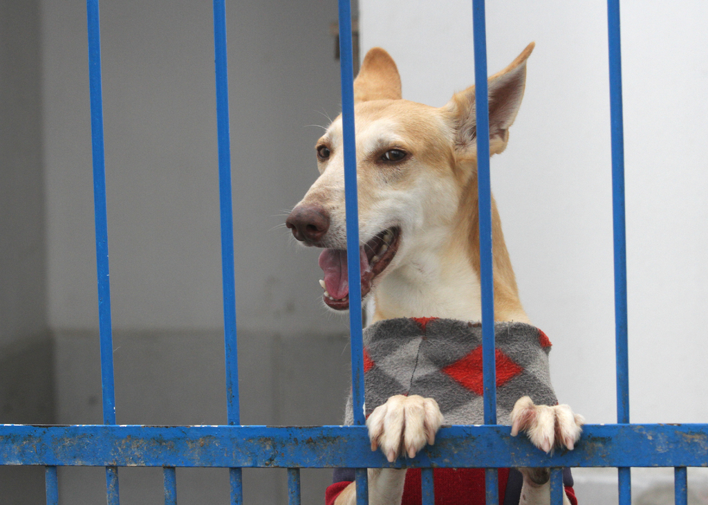 Foto: Carlos Queiroz - DP - Canil Municipal tem 61 cães para adoção