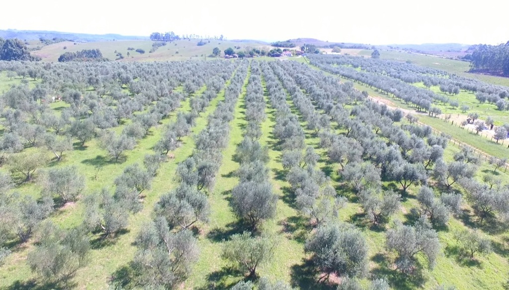 Safra de azeite de oliva aumenta 120% no estado