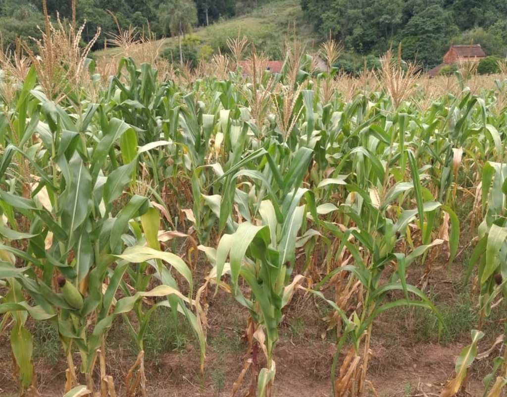 Agricultores atingidos pela seca receberão cesta básica em Agudo