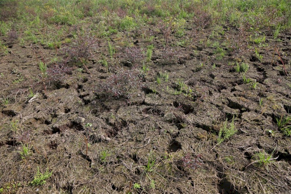 Chuva ameniza estiagem, mas agricultura não recupera prejuízo bilionário