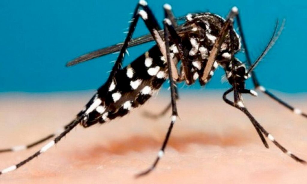 Canoinhas tem dois casos confirmados de dengue