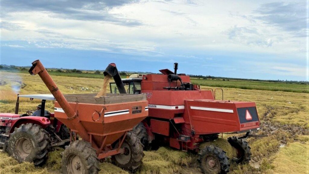 Arroz está com 80% da área colhida no Estado