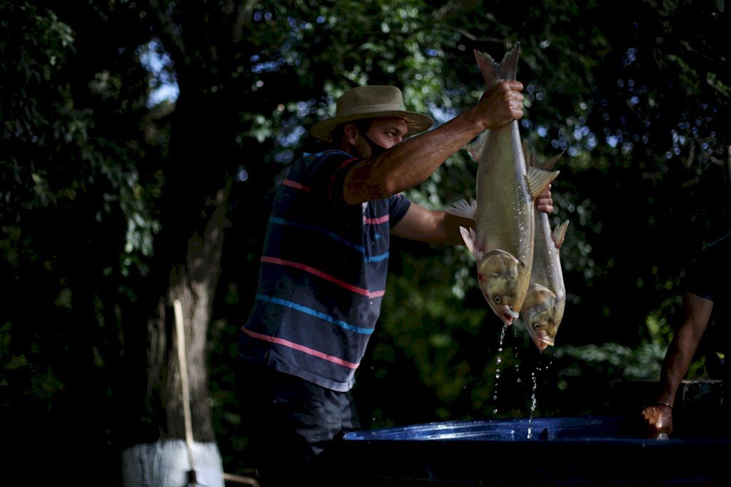 Feira do Peixe Vivo inicia nesta terça em Santa Maria
