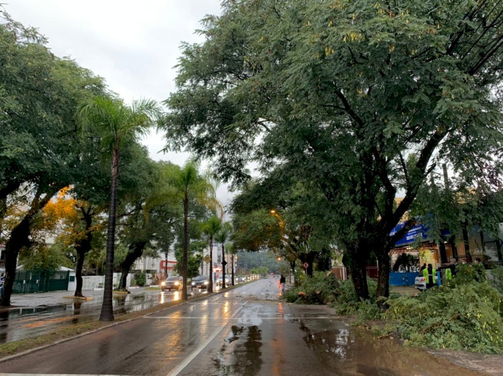 Queda de árvore causa bloqueio parcial do trânsito na Avenida Dores