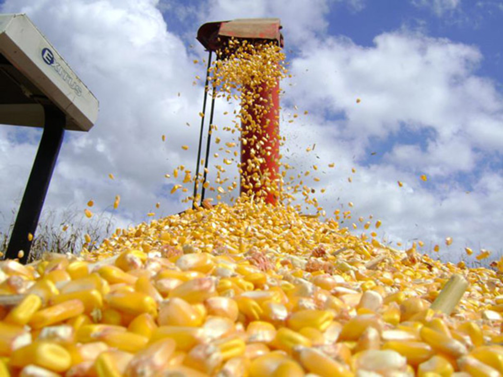  - Agricultores podem adquirir até cinco sacas de sementes pelo programa