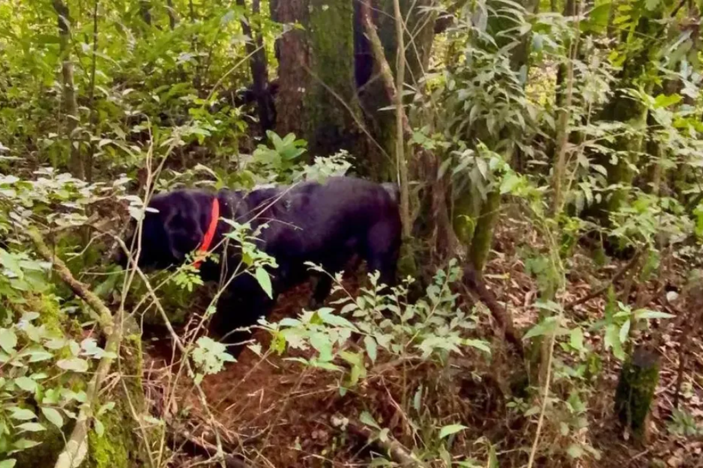 Foto: Corpo de Bombeiros/ Divulgação - Cão foi usado nas buscas pelos restos mortais em SC