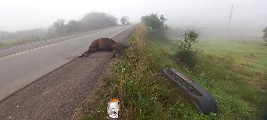 Foto:Jefferson Lenz/Gazeta Hoje/Divulgação - Animal morreu após ser atropelado por uma carreta. Acidente envolveu outros dois veículos