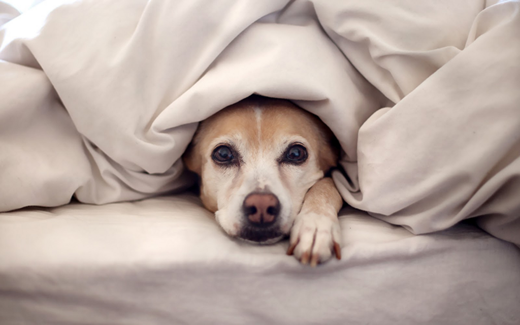 Cuidados especiais com os pets durante o inverno: como manter
seu animal de estimação protegido do frio